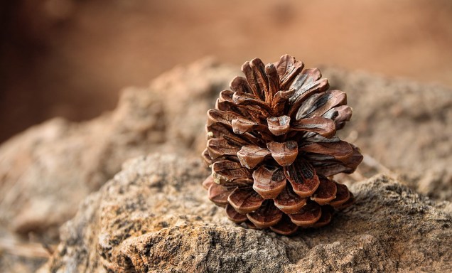 pine-cones-3198636_1280