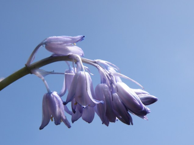 bluebells-2557142_1280
