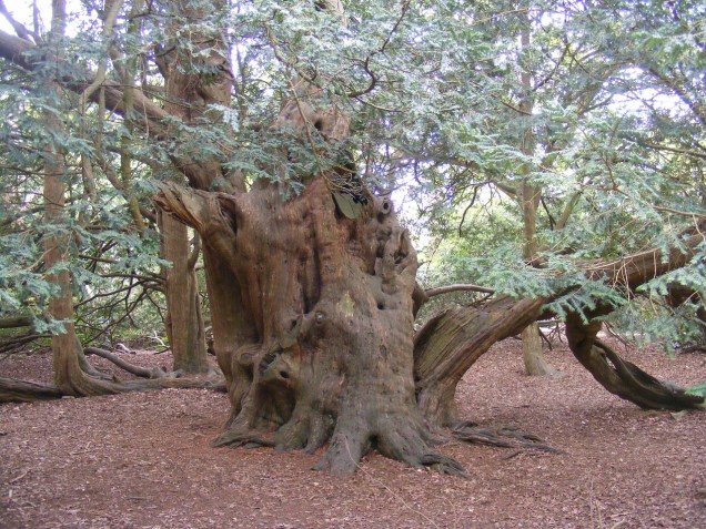 yew-tree-232712_1280