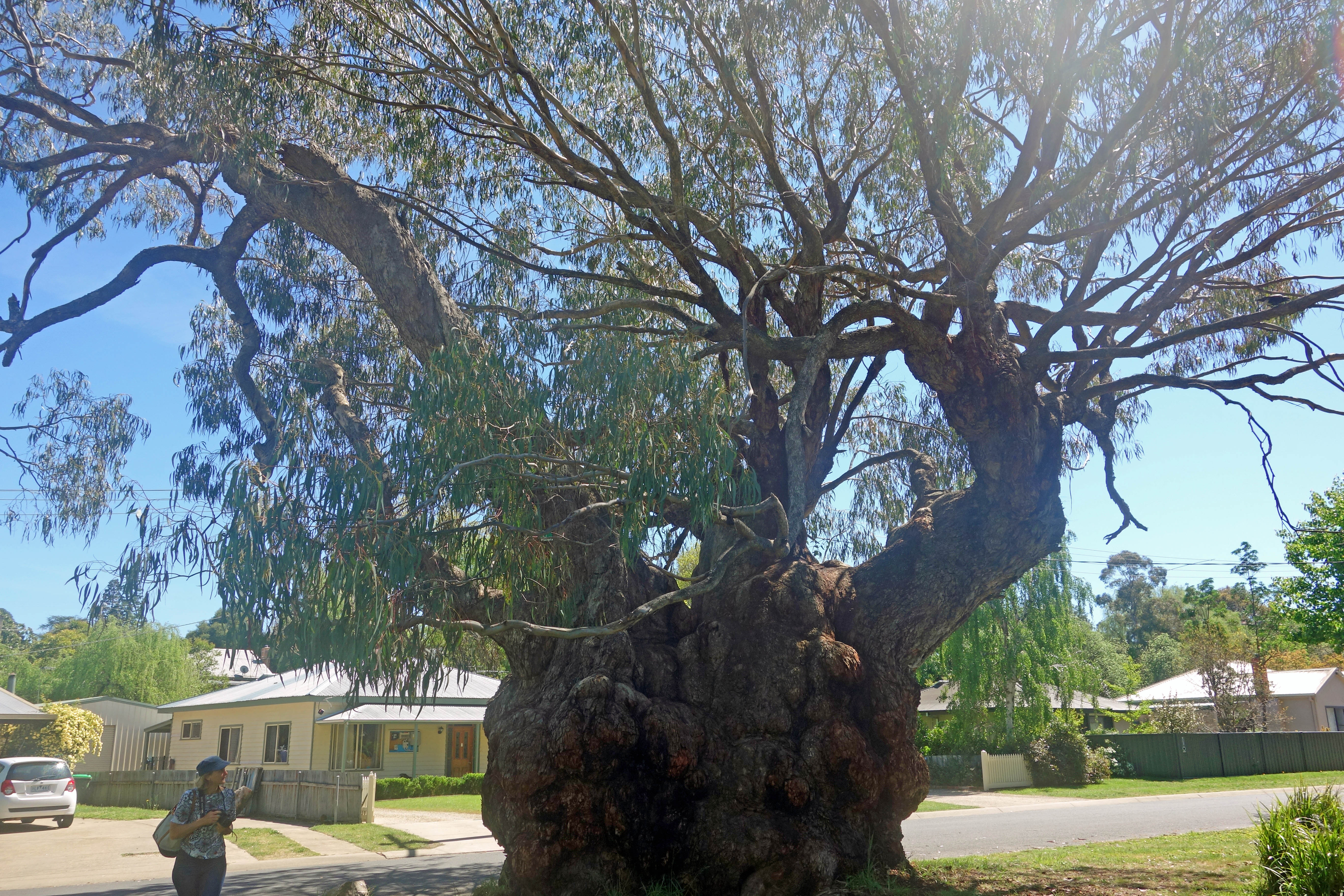 goldminer's tree (002)